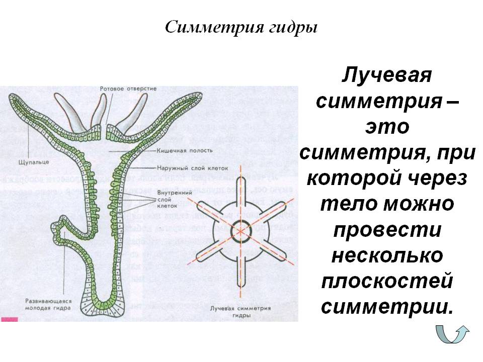 Кракен макет даркнет только через тор